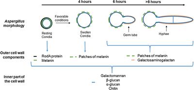 Bronchial Epithelial Cells on the Front Line to Fight Lung Infection-Causing Aspergillus fumigatus